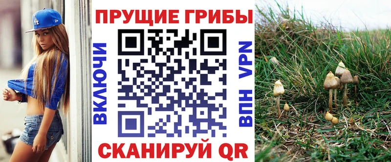kraken зеркало  Сердобск  Псилоцибиновые грибы Psilocybe 